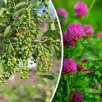 I nie potrzebujesz prognozy pogody: które rośliny przewidują deszcz