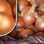 Jak przechowywać cebulę, aby nie kiełkowała przed latem: ogrodnik ujawnił