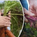 Korzystne dni: kiedy kopać marchew i buraki według kalendarza księżycowego