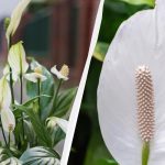 Spathiphyllum będzie kwitło przez wiele lat, jeśli jesienią będzie trzymane